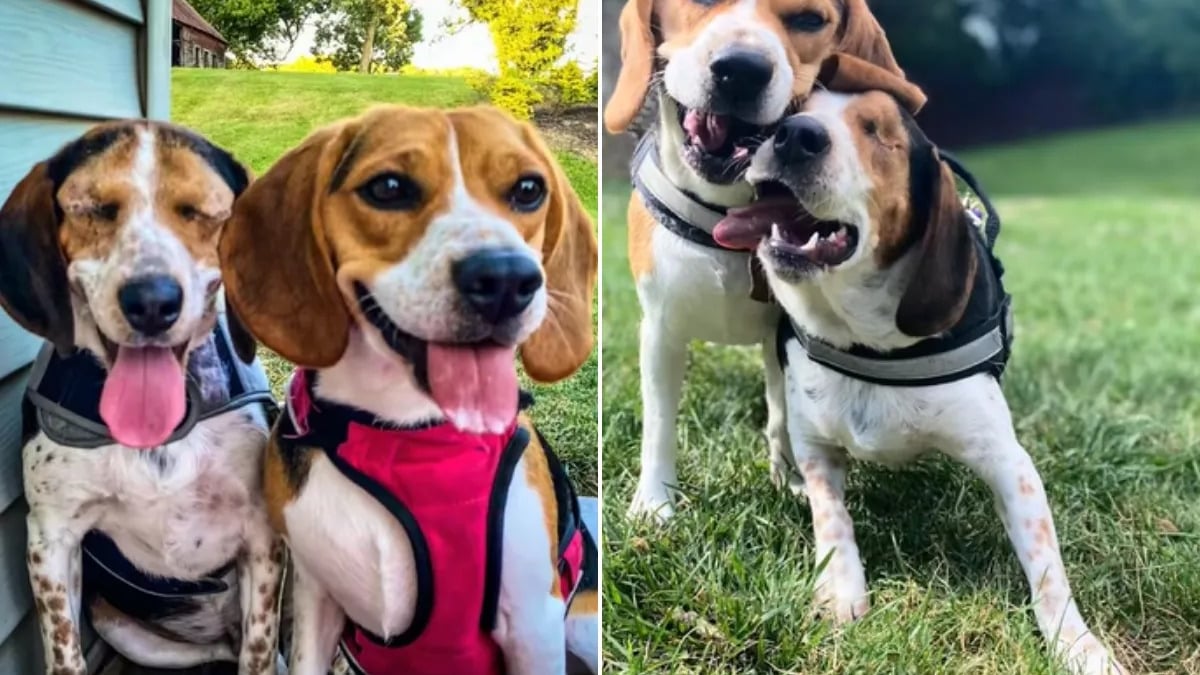 Illustration : "Elle accueille un chien aveugle pour l’aider à trouver une famille, mais son autre toutou en décide autrement (vidéo)"