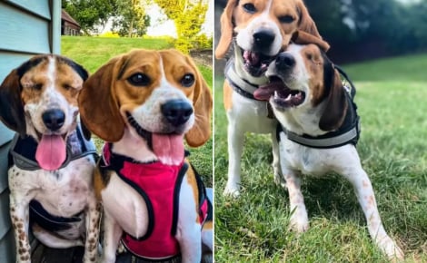 Elle accueille un chien aveugle pour l’aider à trouver une famille, mais son autre toutou en décide autrement (vidéo)