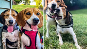 Illustration : Elle accueille un chien aveugle pour l’aider à trouver une famille, mais son autre toutou en décide autrement (vidéo)