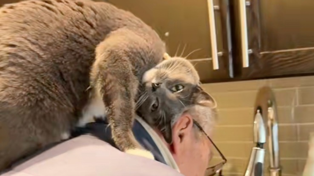 Illustration : "Un chat gris montre son incroyable attachement pour son arrière-grand-père en faisant de ses épaules son endroit préféré (vidéo)"