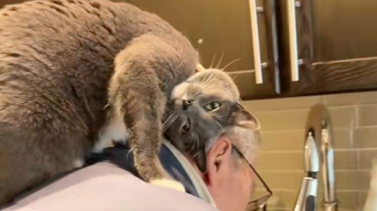 Illustration : Un chat gris montre son incroyable attachement pour son arri&egrave;re-grand-p&egrave;re en faisant de ses &eacute;paules son endroit pr&eacute;f&eacute;r&eacute; (vid&eacute;o)