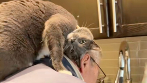 Illustration : Un chat gris montre son incroyable attachement pour son arrière-grand-père en faisant de ses épaules son endroit préféré (vidéo)