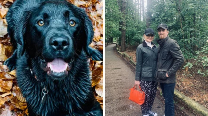 Illustration : &laquo; C&rsquo;est bien plus qu&rsquo;un simple chien &raquo;, ils choisissent de reporter leur mariage pour se consacrer aux soins de leur compagnon malade