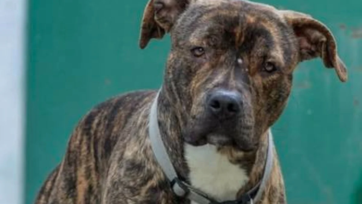 Illustration : "Déprimé en fourrière, ce chien à l'adoption cherche « quelqu’un qui lui redonnera une raison de se lever » (vidéo)"