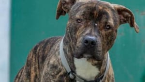 Illustration : Déprimé en fourrière, ce chien à l'adoption cherche « quelqu’un qui lui redonnera une raison de se lever » (vidéo)