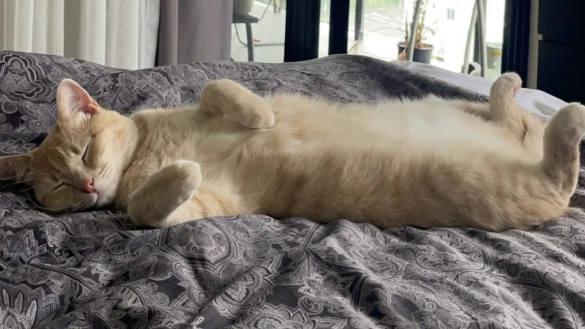 Illustration : "Un couple endeuillé accueille provisoirement une chatte dans le besoin, mais comprend rapidement qu'il ne pourra plus jamais imaginer la vie sans elle"