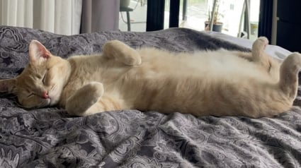 Illustration : Un couple endeuill&eacute; accueille provisoirement une chatte dans le besoin, mais comprend rapidement qu'il ne pourra plus jamais imaginer la vie sans elle