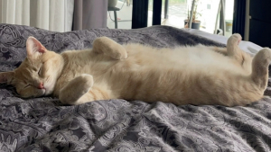 Illustration : Un couple endeuillé accueille provisoirement une chatte dans le besoin, mais comprend rapidement qu'il ne pourra plus jamais imaginer la vie sans elle