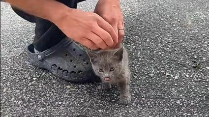 Illustration : &laquo; J&rsquo;ai su que nos vies venaient de basculer &raquo;, un chaton errant tente sa chance aupr&egrave;s d'un couple et ne regrette pas son choix