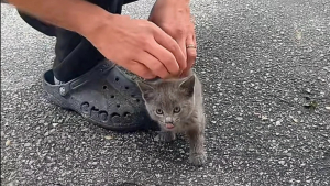 Illustration : « J’ai su que nos vies venaient de basculer », un chaton errant tente sa chance auprès d'un couple et ne regrette pas son choix