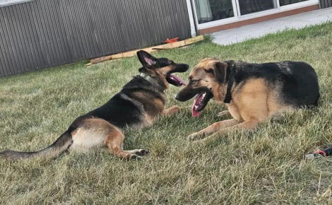 Une famille se rend au refuge pour adopter un chien, mais découvre qu'il a un meilleur ami et prend une décision touchante (vidéo)