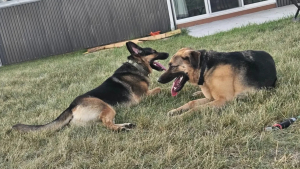 Illustration : Une famille se rend au refuge pour adopter un chien, mais découvre qu'il a un meilleur ami et prend une décision touchante (vidéo)