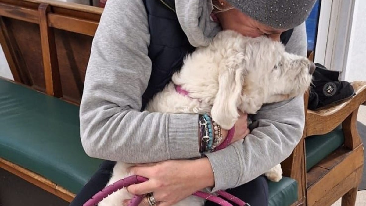 Illustration : "Introuvable depuis 3 jours, cette chienne de thérapie aimée des écoliers réapparaît à 50 kilomètres de chez elle dans des circonstances assez floues"