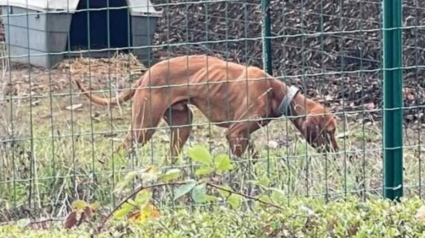 Illustration : Une association venue au secours d'un chiot squelettique dans un enclos apprend qu'il a &eacute;t&eacute; vol&eacute; 2 mois plus t&ocirc;t
