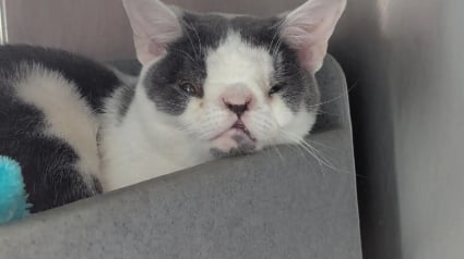 Illustration : Abandonn&eacute; car "diff&eacute;rent", le visage singulier de ce chat interpelle une &acirc;me bienveillante pr&ecirc;te &agrave; lui offrir la vie qu'il m&eacute;rite