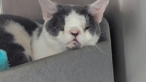 Illustration : Abandonné car 