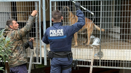Illustration : Apr&egrave;s avoir pass&eacute; des mois sur un balcon, un Malinois s&eacute;nior affam&eacute; l&egrave;ve les yeux &agrave; l'arriv&eacute;e de policiers d&eacute;termin&eacute;s &agrave; le sauver