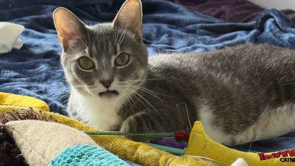 Illustration : "Seule dans un appartement pendant plusieurs mois, cette chatte édentée redécouvre le bonheur d'être aimée par une famille"