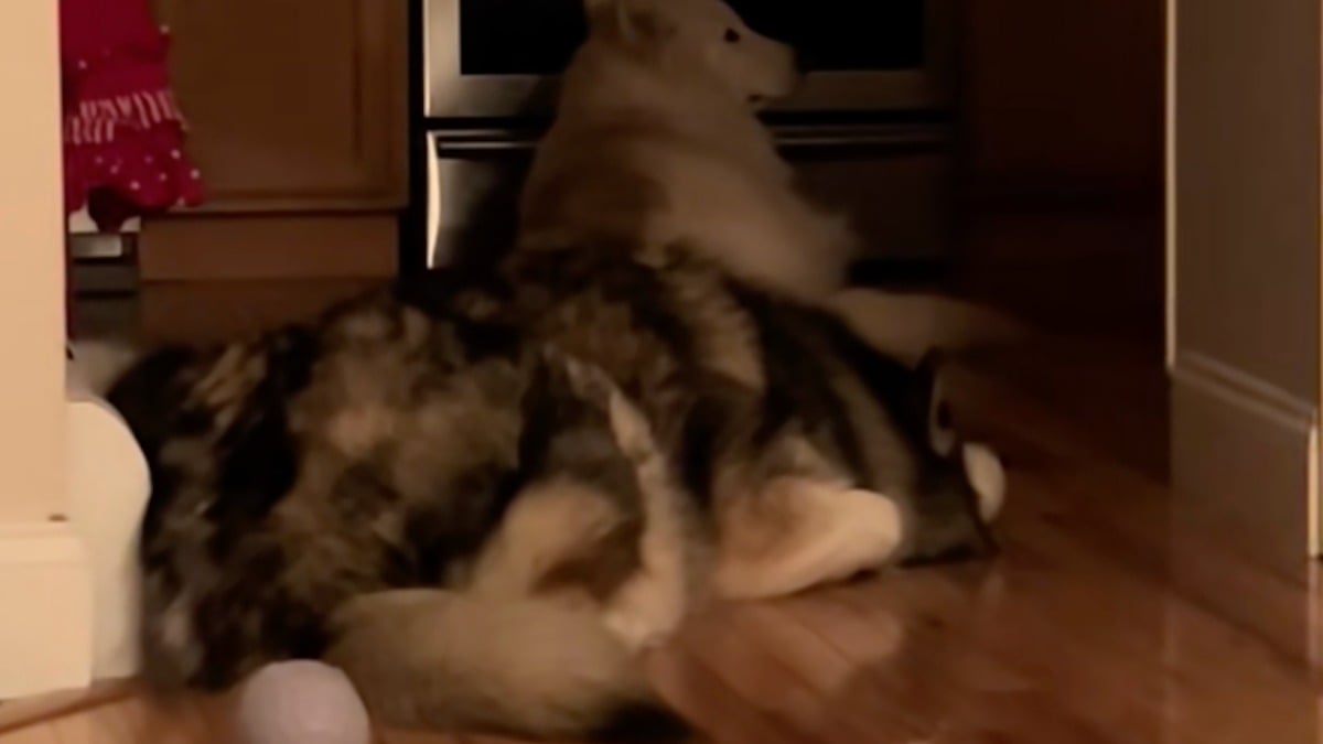 Illustration : "« Il n’a jamais vécu dans une maison », un chien découvre tout de la vie de famille et trouve du réconfort dans un objet insolite (vidéo)"