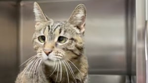 Illustration : « Que quelqu’un l’adopte, s’il vous plaît », abandonnée à 18 ans après un déménagement, cette chatte avec un strabisme rêve d'une seconde chance (vidéo)