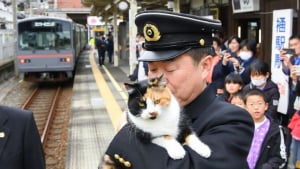 Illustration : "Cette ligne de train allait fermer, des chats l'ont sauvée de la faillite en générant des millions d'euros"