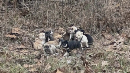 Illustration : &laquo; C&rsquo;&eacute;tait d&eacute;chirant de les voir tous &raquo;, une factrice d&eacute;couvre 16 chiots seuls dans les bois et appelle les secours (vid&eacute;o)