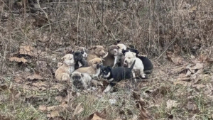 Illustration : "« C’était déchirant de les voir tous », une factrice découvre 16 chiots seuls dans les bois et appelle les secours (vidéo)"