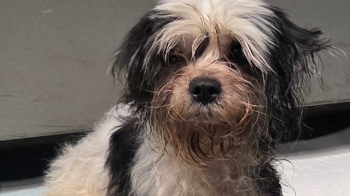 Illustration : "Un appel inattendu relance l’espoir chez la famille d'une chienne qui ne donnait plus signe de vie depuis un an"