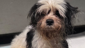 Illustration : Un appel inattendu relance l’espoir chez la famille d'une chienne qui ne donnait plus signe de vie depuis un an