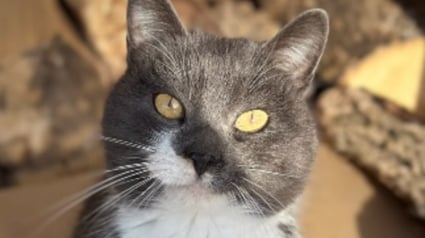 Illustration : Le coeur bris&eacute; en voyant un chat abandonn&eacute; dans la neige, ils le recueillent et adressent un message &agrave; son propri&eacute;taire (vid&eacute;o)