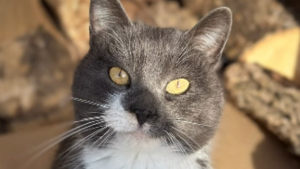 Illustration : Le coeur brisé en voyant un chat abandonné dans la neige, ils le recueillent et adressent un message à son propriétaire (vidéo)