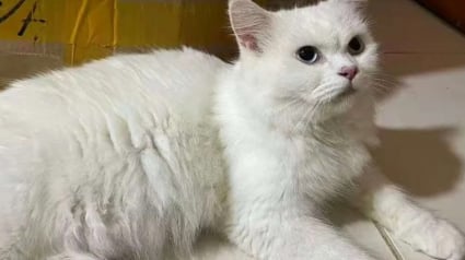 Illustration : Il offre l'hospitalit&eacute; &agrave; une chatte errante sans se douter de son quintuple secret qu'elle r&eacute;v&egrave;le 2 jours plus tard