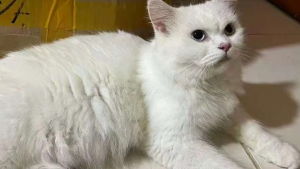 Illustration : Il offre l'hospitalité à une chatte errante sans se douter de son quintuple secret qu'elle révèle 2 jours plus tard