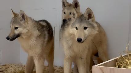Illustration : Errant dans les rues, ces 3 grands "Bergers Allemands" poss&egrave;dent pr&egrave;s de 50 % de sang de loup