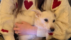 Illustration : Pour ses derniers instants sur Terre, des parents d’accueil offrent à un chien âgé une ultime preuve d’amour bouleversante (vidéo)