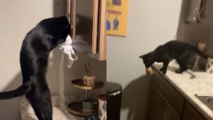 Illustration : Pour assouvir son étrange obsession, ce chat ingénieux n’hésite pas à escalader le plan de travail et à ouvrir les placards (vidéo)