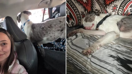 Illustration : Apr&egrave;s avoir &eacute;t&eacute; laiss&eacute; seul et attach&eacute; &agrave; un arbre, ce chien rencontre enfin des humains capables de l&rsquo;aimer