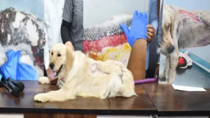 Illustration : Face à une infection qui détruisait sa peau, ce chien reçoit un soin inédit qui lui offre une seconde vie