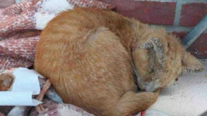 Illustration : "Malgré le manque de places, un refuge refuse de fermer les yeux sur un chat errant rongé par la gale et lui offre une chance de s'en sortir"