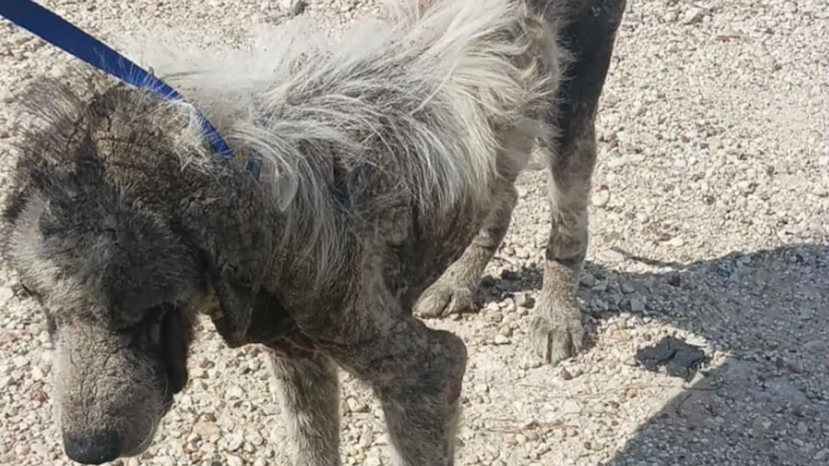 Illustration : "« Il n'était plus qu'un squelette », un chien défiguré par la gale et maigre entame une transformation magnifique grâce à une aide inattendue (vidéo)"
