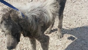 Illustration : "« Il n'était plus qu'un squelette », un chien défiguré par la gale et maigre entame une transformation magnifique grâce à une aide inattendue (vidéo)"