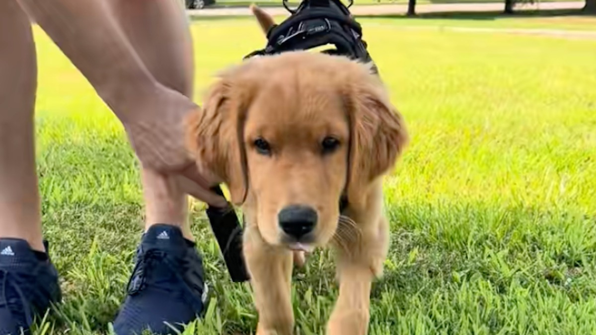 Illustration : "Paralysé des pattes arrière dès son plus jeune âge, un chiot retrouve sa mobilité grâce au soutien inébranlable de sa famille (vidéo)"