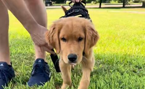 Paralysé des pattes arrière dès son plus jeune âge, un chiot retrouve sa mobilité grâce au soutien inébranlable de sa famille (vidéo)