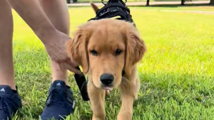 Illustration : Paralysé des pattes arrière dès son plus jeune âge, un chiot retrouve sa mobilité grâce au soutien inébranlable de sa famille (vidéo)
