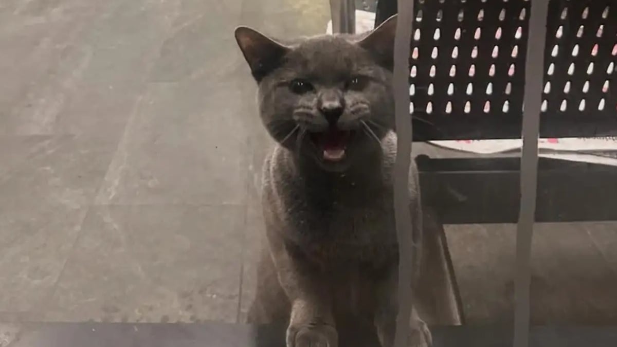 Illustration : "La nuit tombée, un jeune chat se retrouve enfermé dans un dépôt de bus et attend désespérément ses sauveurs"