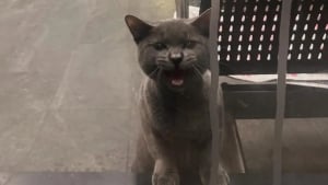 Illustration : "La nuit tombée, un jeune chat se retrouve enfermé dans un dépôt de bus et attend désespérément ses sauveurs"