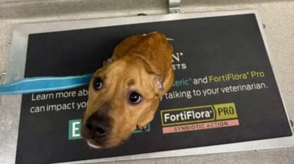 Illustration : &laquo; Il ne pesait que 9,5 kg &raquo;, ce chien errant sauv&eacute; entame une reconstruction inesp&eacute;r&eacute;e