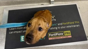 Illustration : « Il ne pesait que 9,5 kg », ce chien errant sauvé entame une reconstruction inespérée