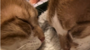 Illustration : Tombés amoureux d'une chatte de refuge, ils l'adoptent et reconstituent sa petite famille (vidéo)