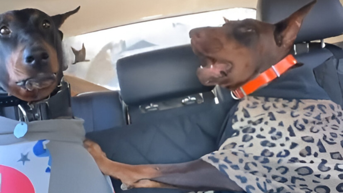 Illustration : "Les irrésistibles chamailleries de ces 2 Dobermanns sur la banquette arrière rappellent celles d’enfants pendant un trajet en voiture (vidéo)"